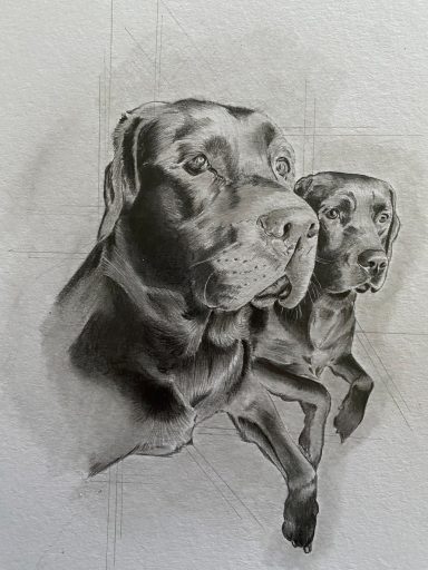 Two Labrador's